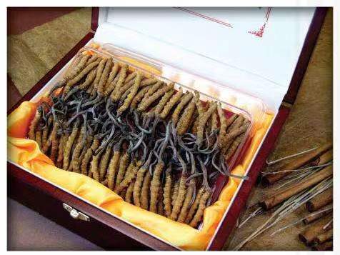 谯城冬虫夏草回收